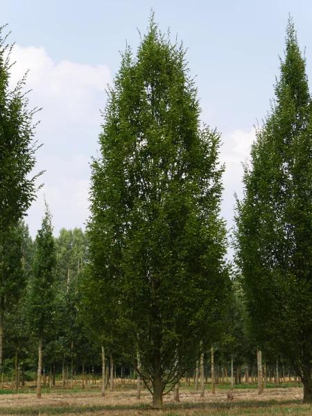 Carpinus Betulus Fastigiata Multi Stem - View 4 from www redcrocus com