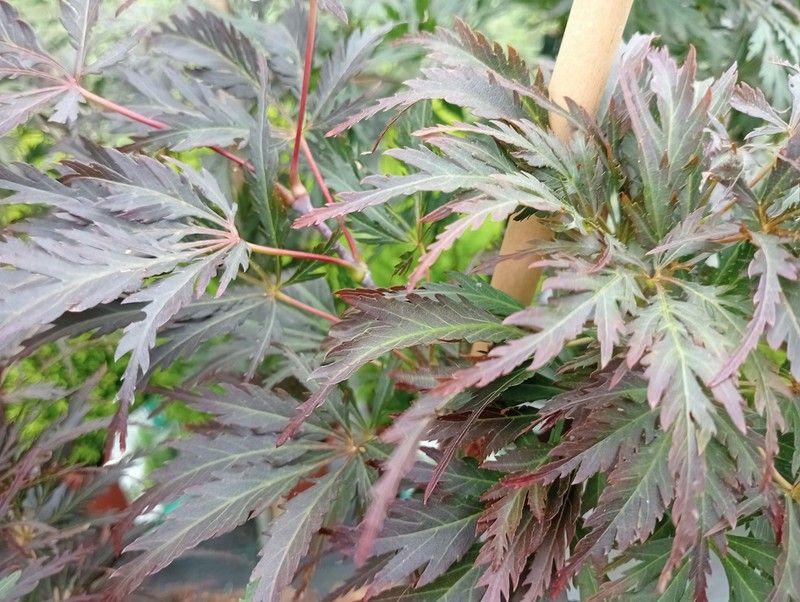 Acer Palmatum Dissectum Tamukeyama - View 18 from www redcrocus com