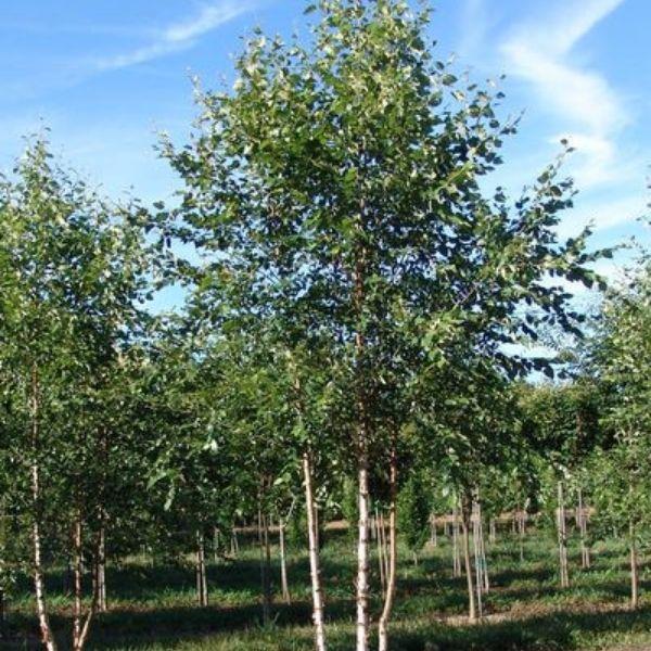 Betula Nigra Dura Heat Multi Stem - View 20 from www redcrocus com