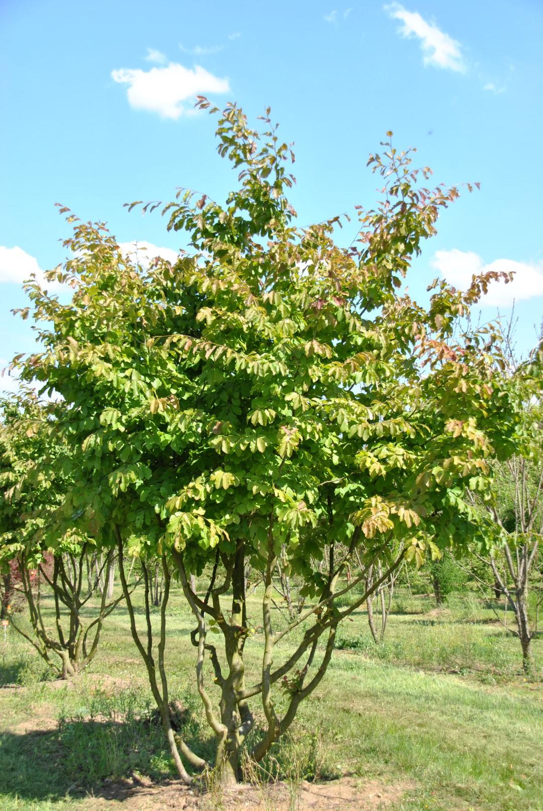 Parrotia Persica - View 11 from www redcrocus com