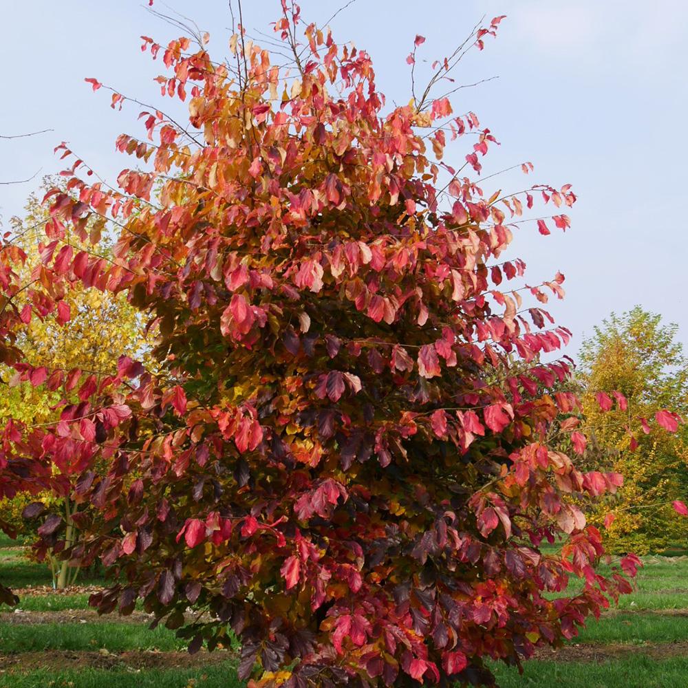 Parrotia Persica - View 12 from www redcrocus com