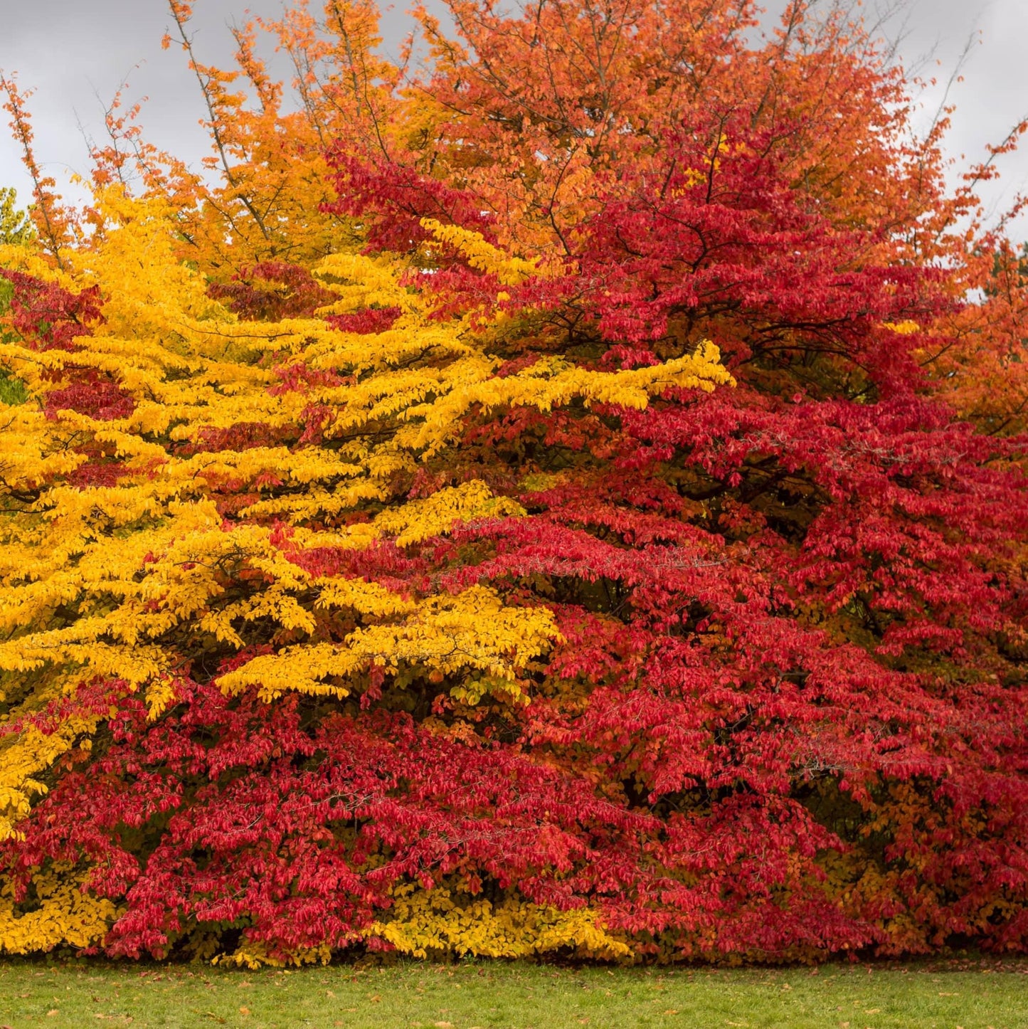 Parrotia Persica - View 17 from www redcrocus com