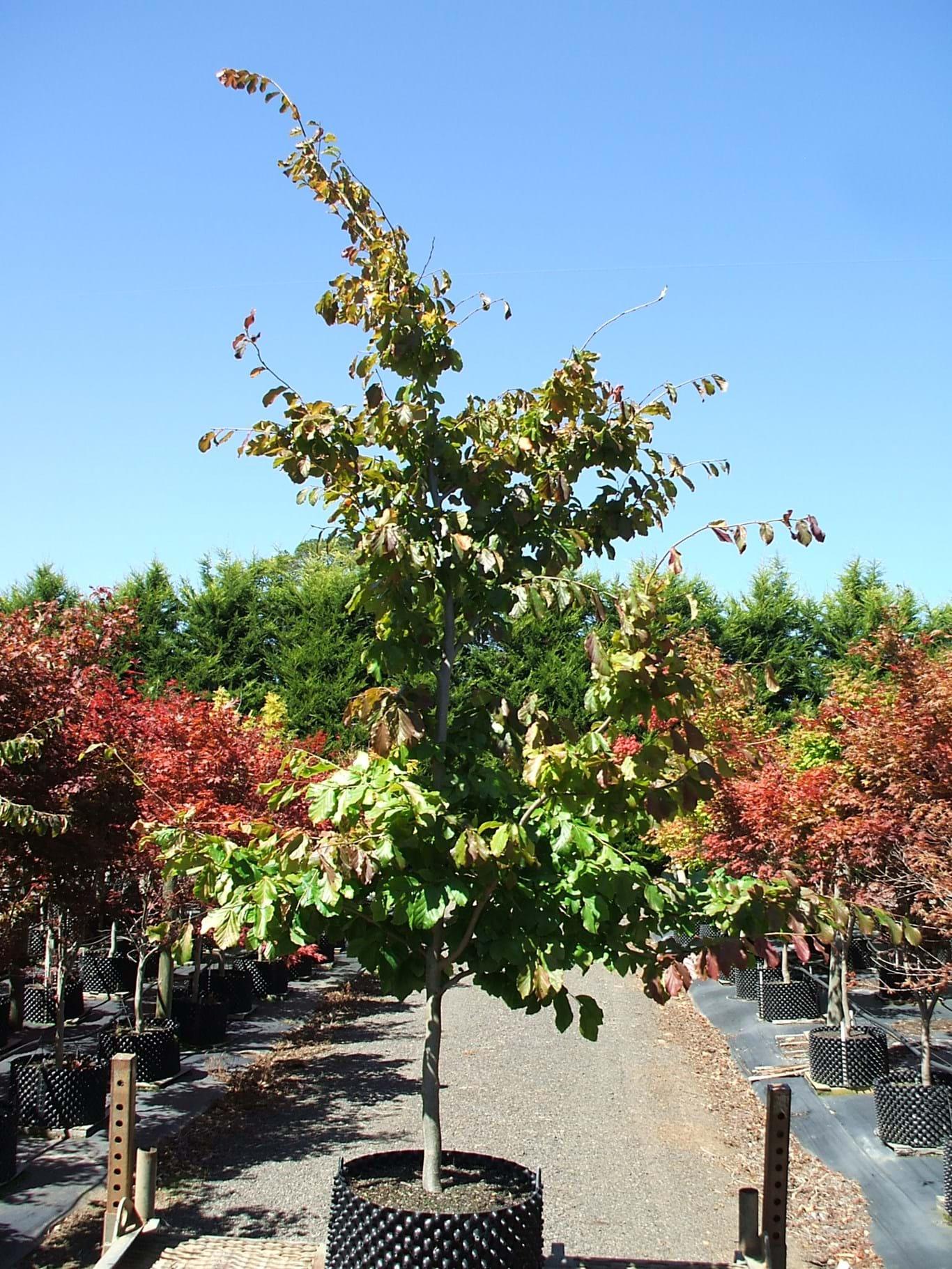 Parrotia Persica - View 19 from www redcrocus com
