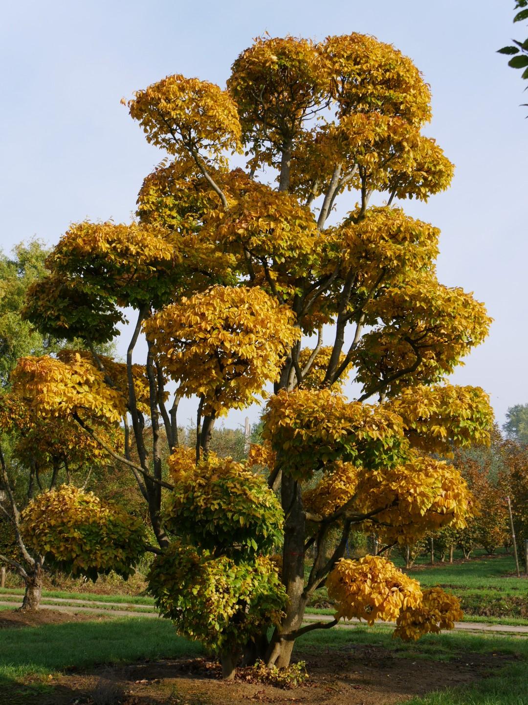 Parrotia Persica - View 3 from www redcrocus com
