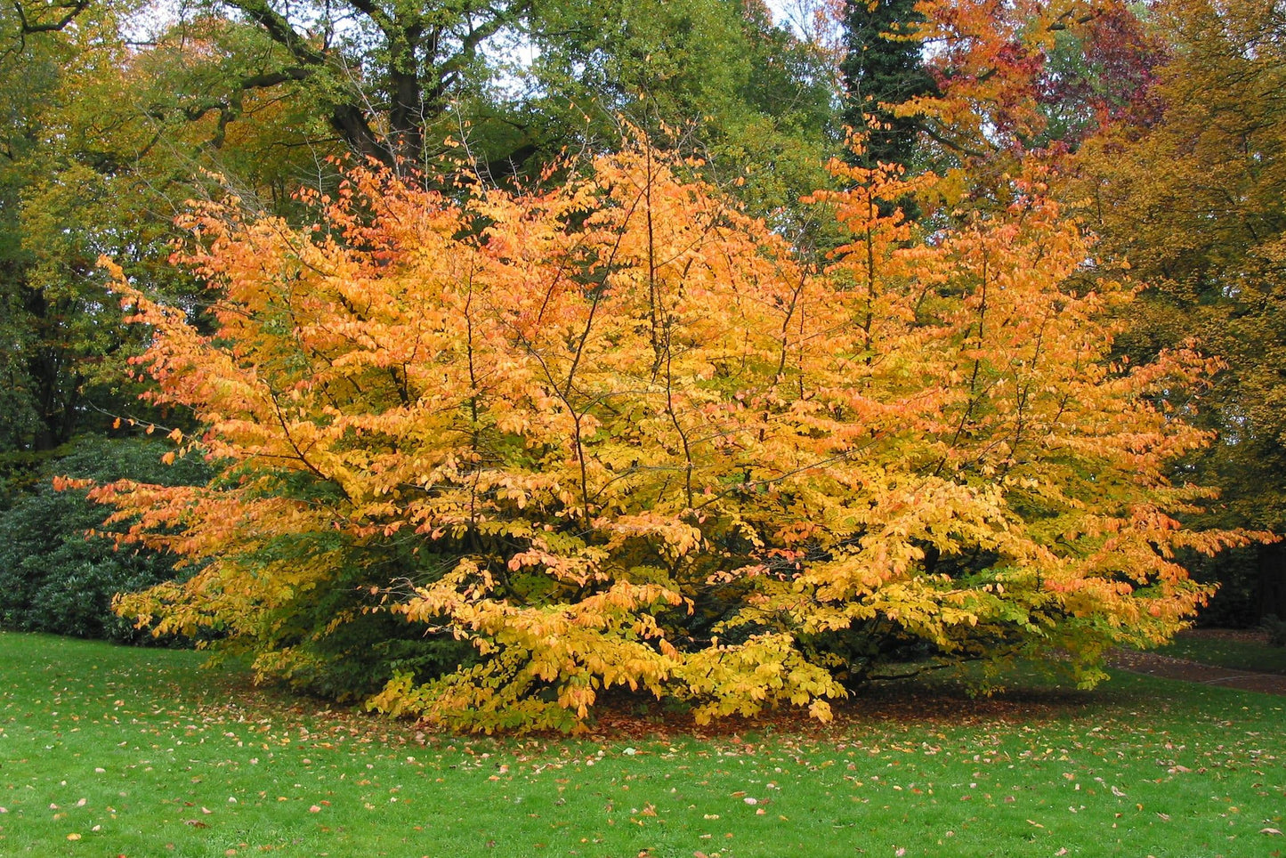 Parrotia Persica - View 6 from www redcrocus com