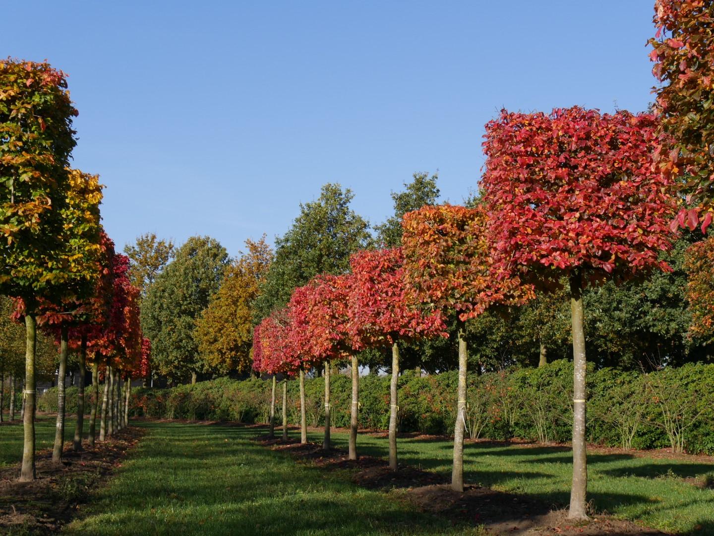 Parrotia Persica - View 7 from www redcrocus com