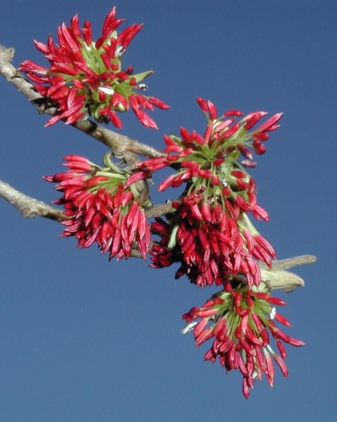 Parrotia Persica - View 8 from www redcrocus com
