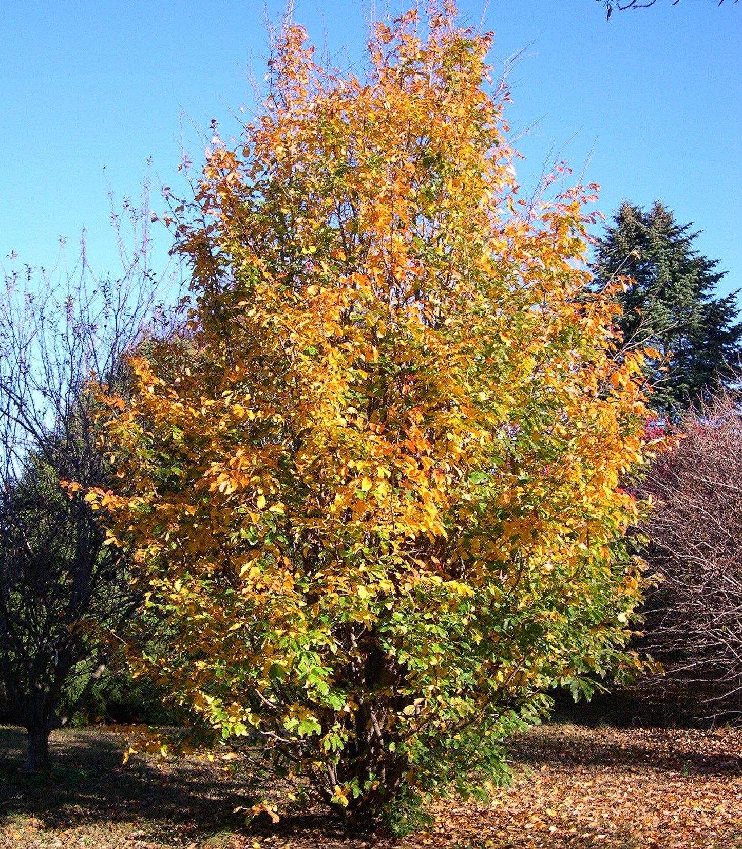Parrotia Persica - View 9 from www redcrocus com