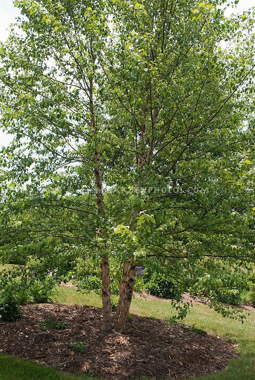 Betula Nigra Heritage Single Stem - View 1 from www redcrocus com