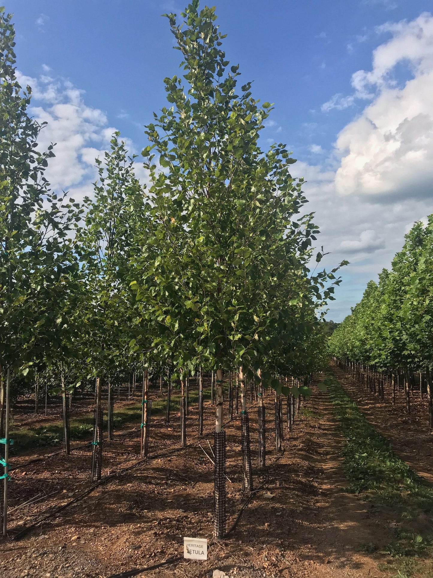 Betula Nigra Heritage Single Stem - View 2 from www redcrocus com