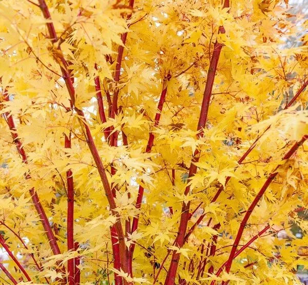 Acer Palmatum Sango Kaku - View 14 from www redcrocus com