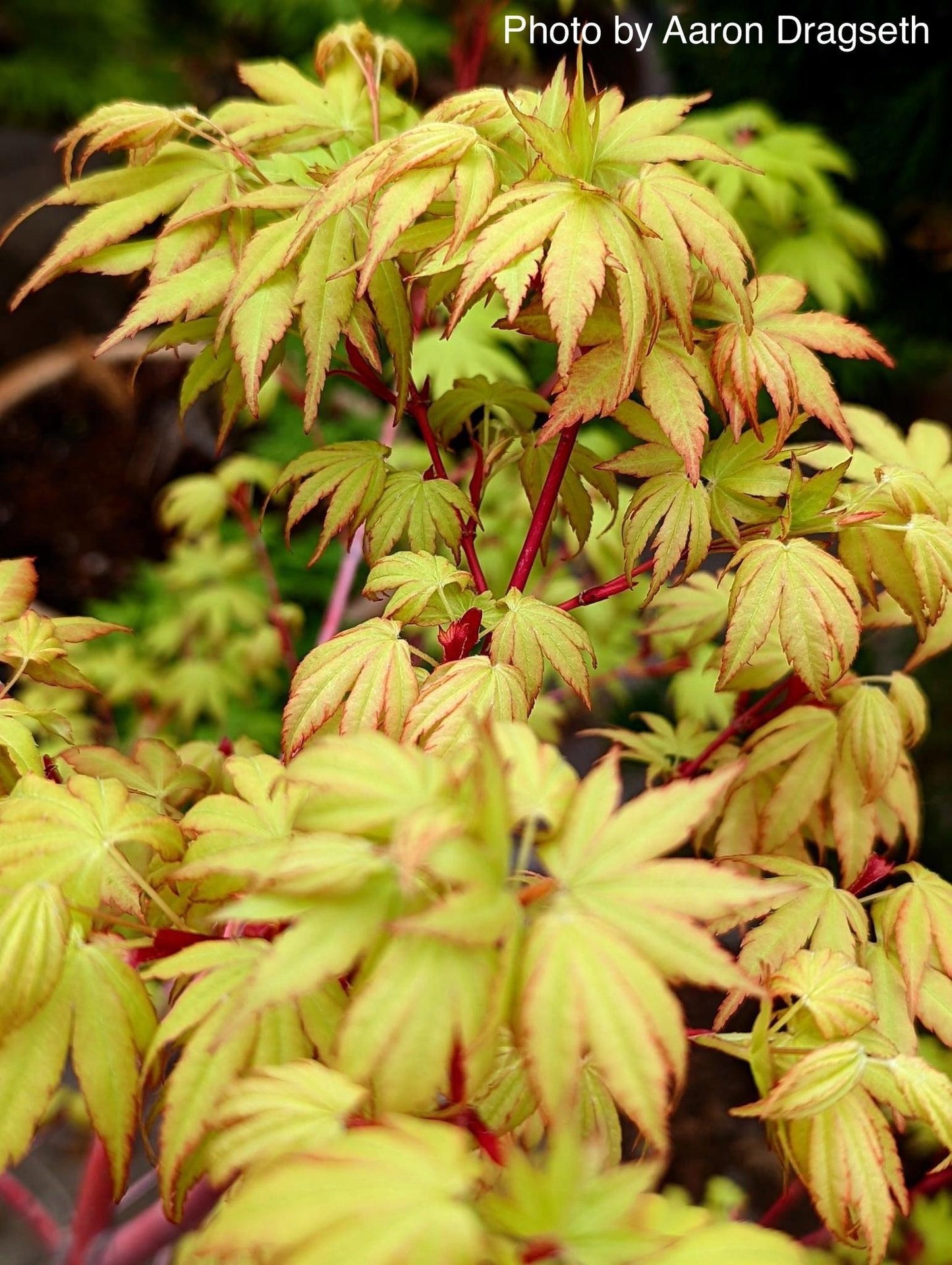 Acer Palmatum Sango Kaku - View 6 from www redcrocus com