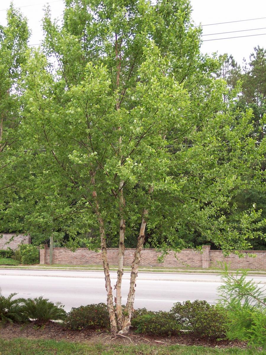 Betula Nigra Dura Heat Single Stem - View 10 from www redcrocus com