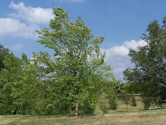 Betula Nigra Dura Heat Single Stem - View 13 from www redcrocus com