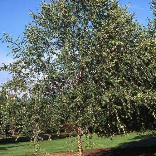 Betula Nigra Dura Heat Single Stem - View 15 from www redcrocus com
