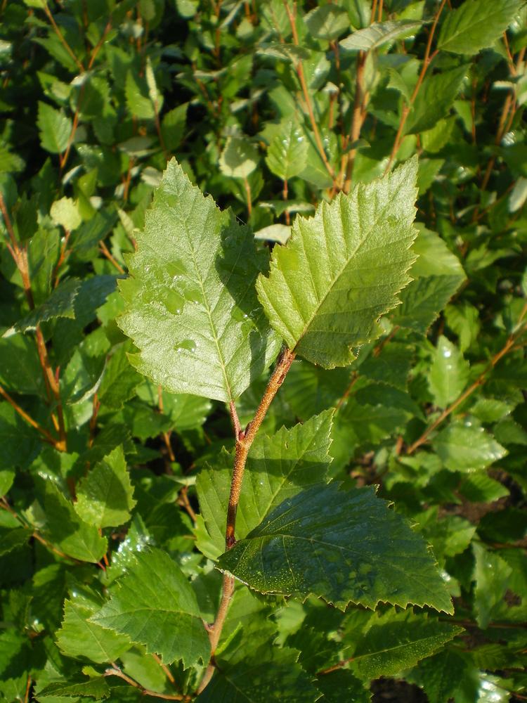 Betula Nigra Dura Heat Single Stem - View 17 from www redcrocus com