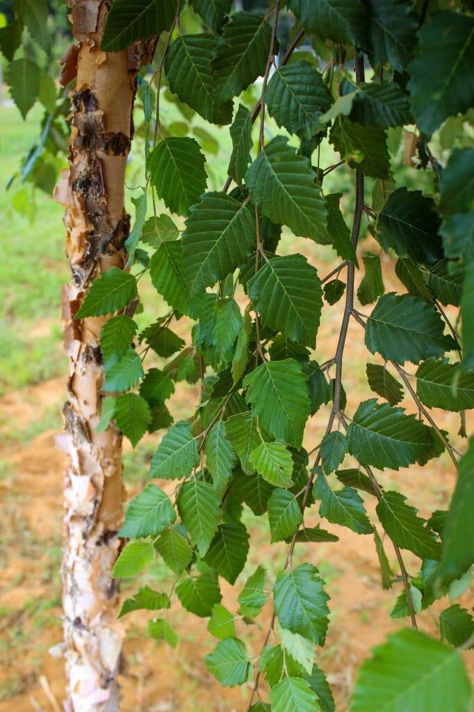 Betula Nigra Dura Heat Single Stem - View 2 from www redcrocus com