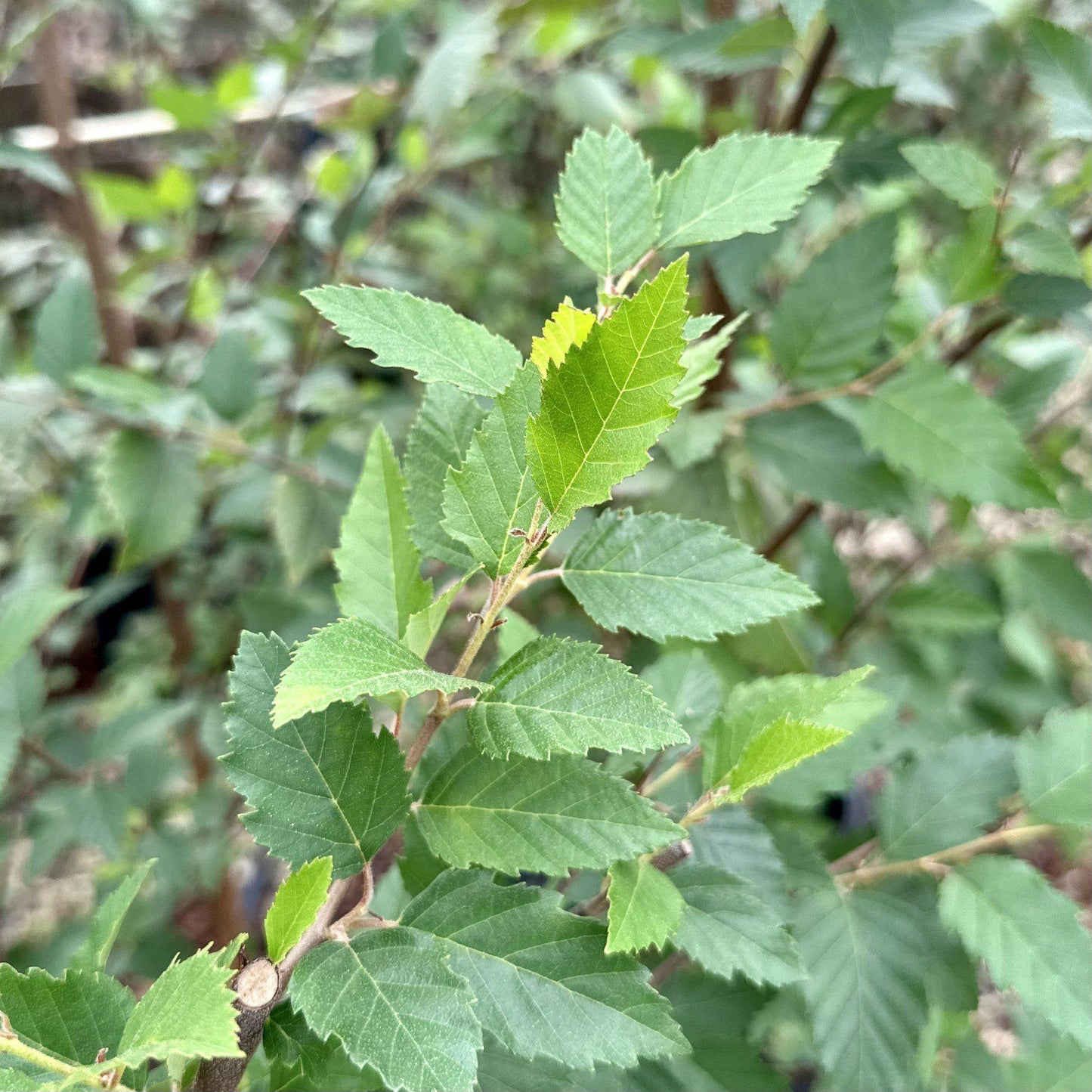 Betula Nigra Dura Heat Single Stem - View 4 from www redcrocus com