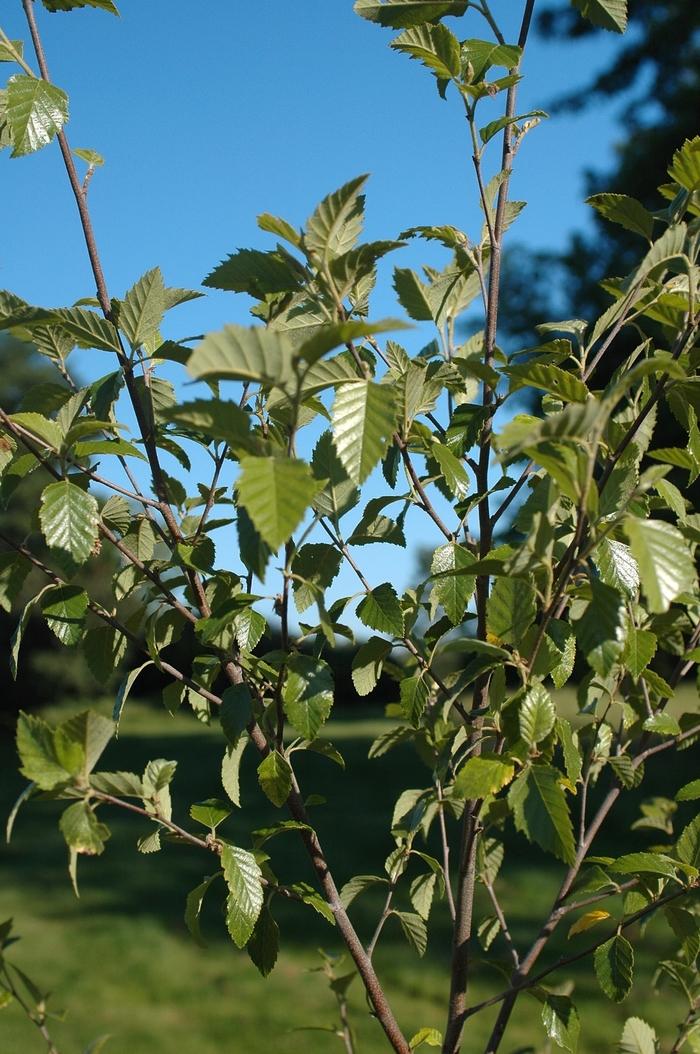 Betula Nigra Dura Heat Single Stem - View 5 from www redcrocus com