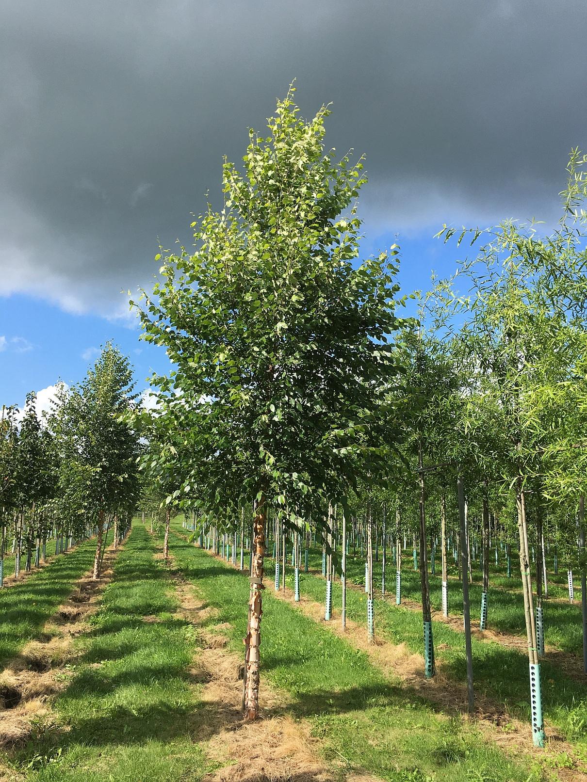 Betula Nigra Dura Heat Single Stem - View 6 from www redcrocus com
