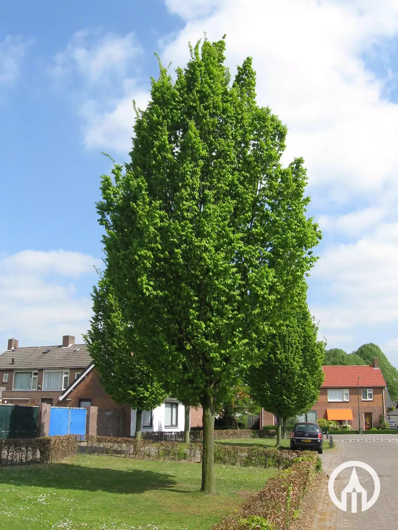 Carpinus Betulus Frans Fontaine Low Branch - View 13 from www redcrocus com