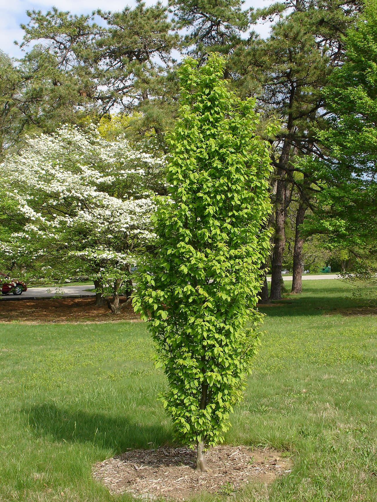 Carpinus Betulus Frans Fontaine Low Branch - View 8 from www redcrocus com