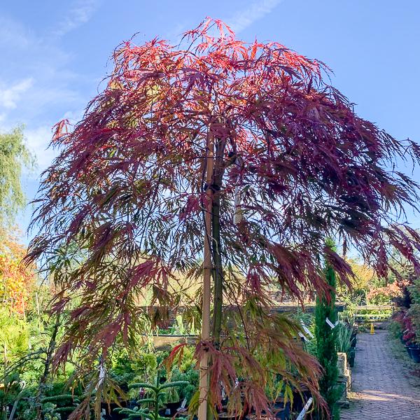 Acer Palmatum Dissectum Tamukeyama - View 18 from www redcrocus com