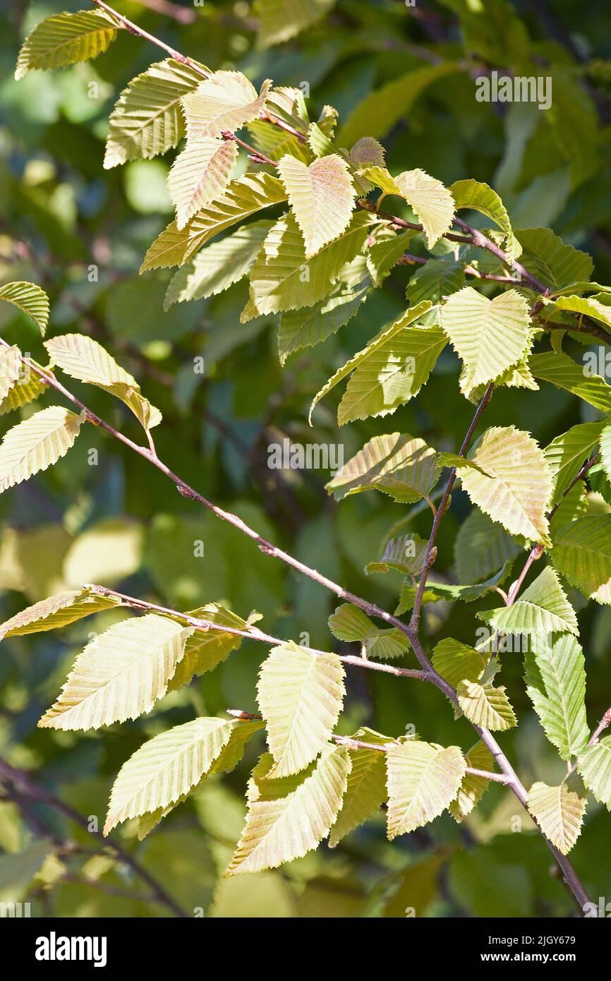 Carpinus Betulus Frans Fontaine Low Branch - View 11 from www redcrocus com