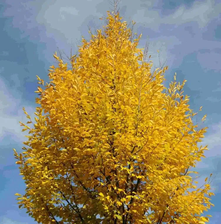 Carpinus Betulus Frans Fontaine Low Branch - View 12 from www redcrocus com