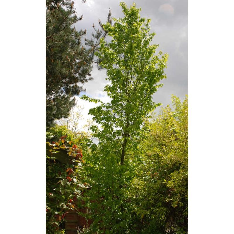Carpinus Betulus Frans Fontaine Low Branch - View 19 from www redcrocus com