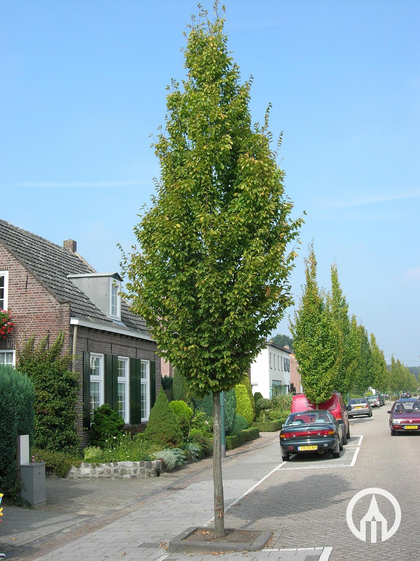 Carpinus Betulus Frans Fontaine Low Branch - View 7 from www redcrocus com