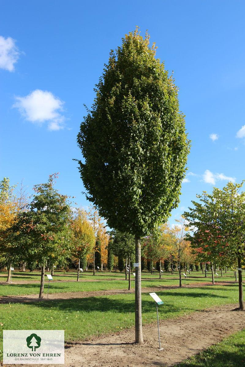 Carpinus Betulus Frans Fontaine Low Branch - View 8 from www redcrocus com