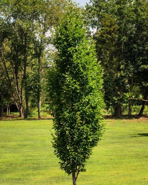 Carpinus Betulus Frans Fontaine Low Branch - View 10 from www redcrocus com