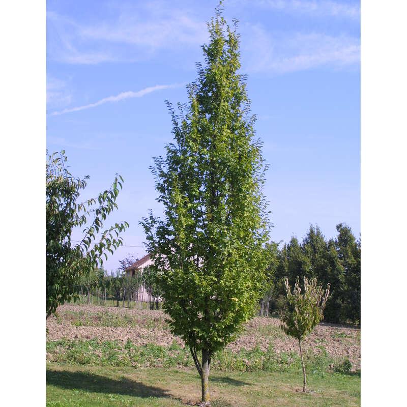 Carpinus Betulus Frans Fontaine Low Branch - View 12 from www redcrocus com