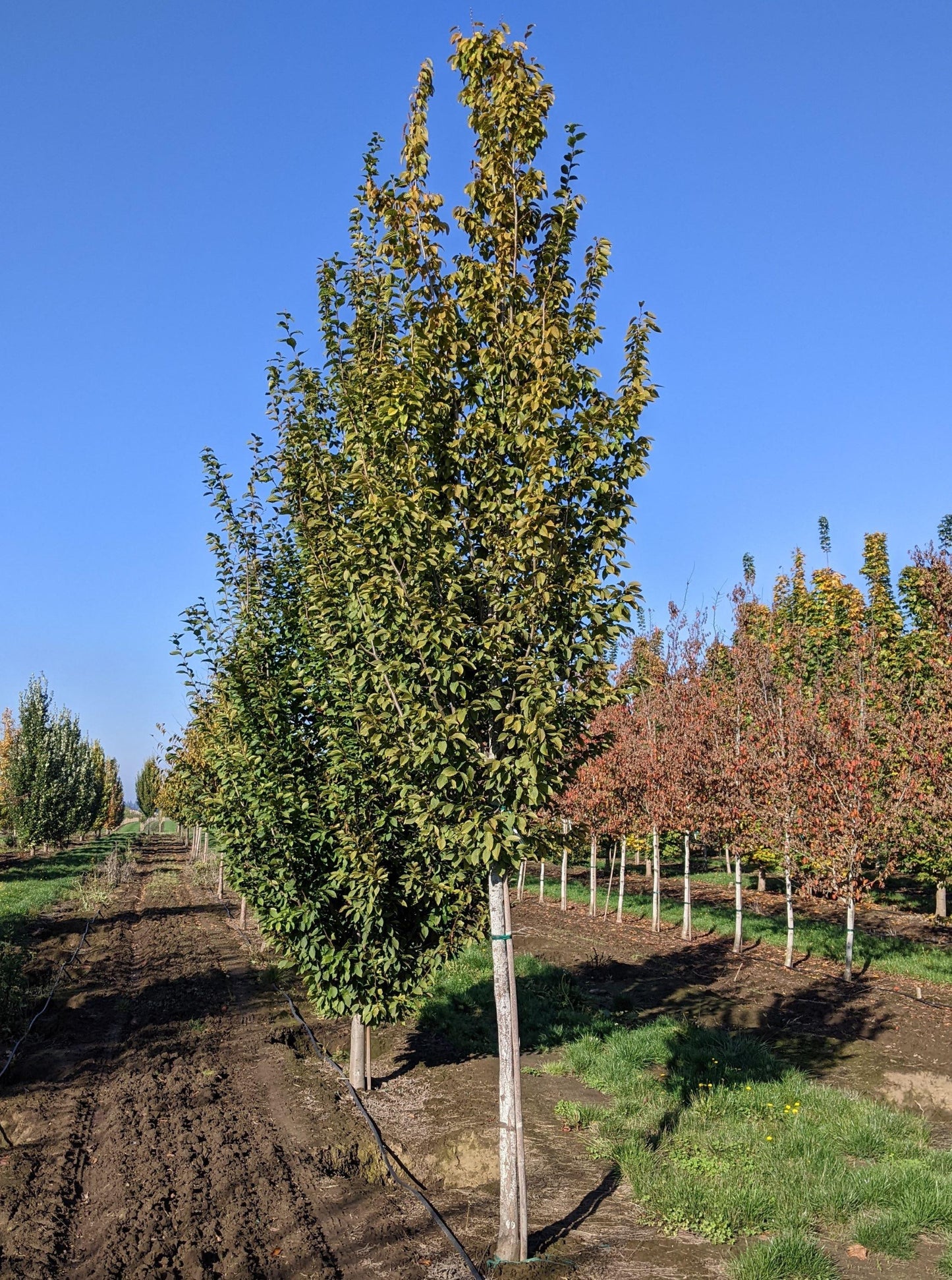 Carpinus Betulus Frans Fontaine Low Branch - View 16 from www redcrocus com