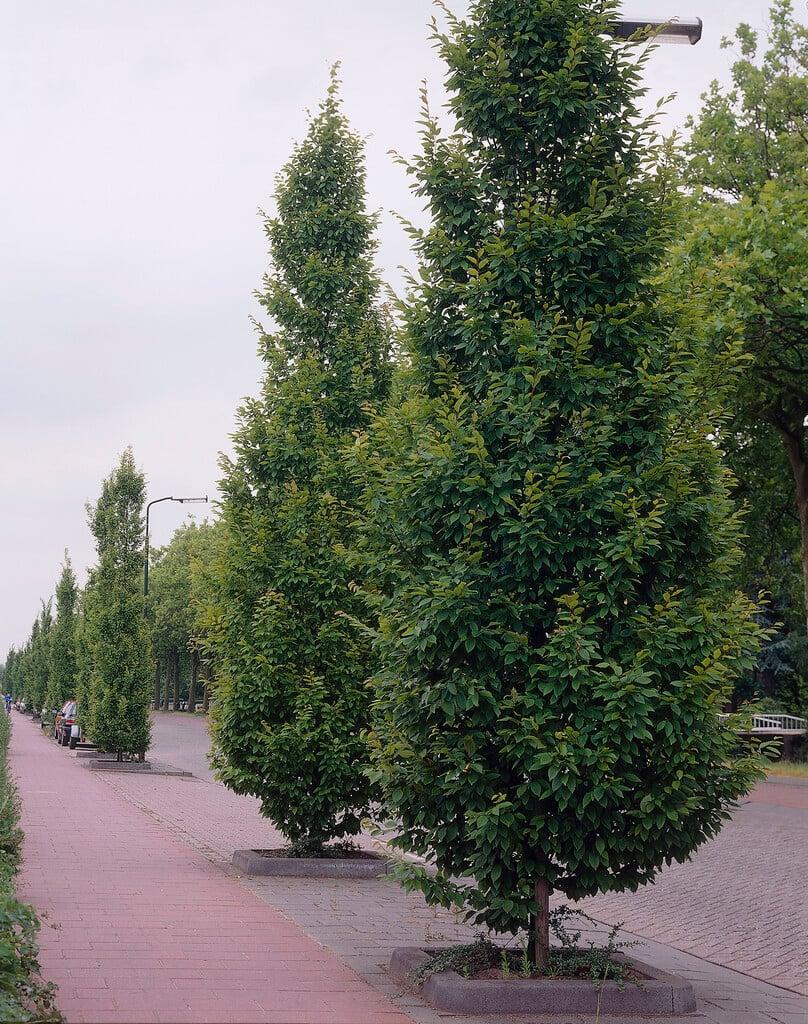 Carpinus Betulus Frans Fontaine Low Branch - View 17 from www redcrocus com