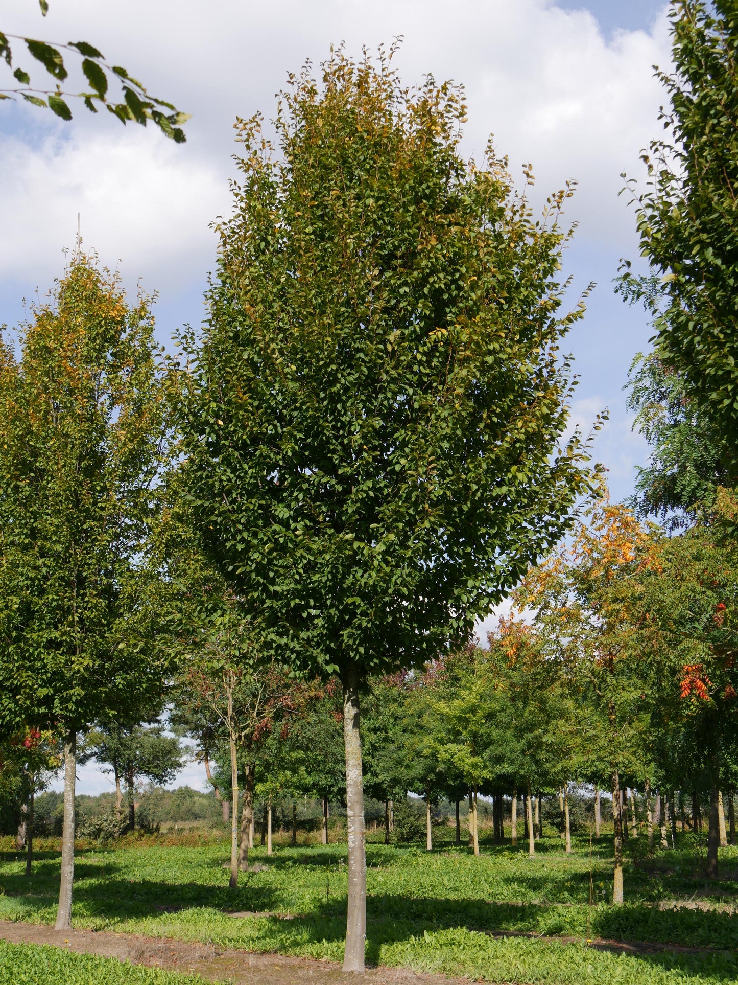 Carpinus Betulus Frans Fontaine Low Branch - View 5 from www redcrocus com