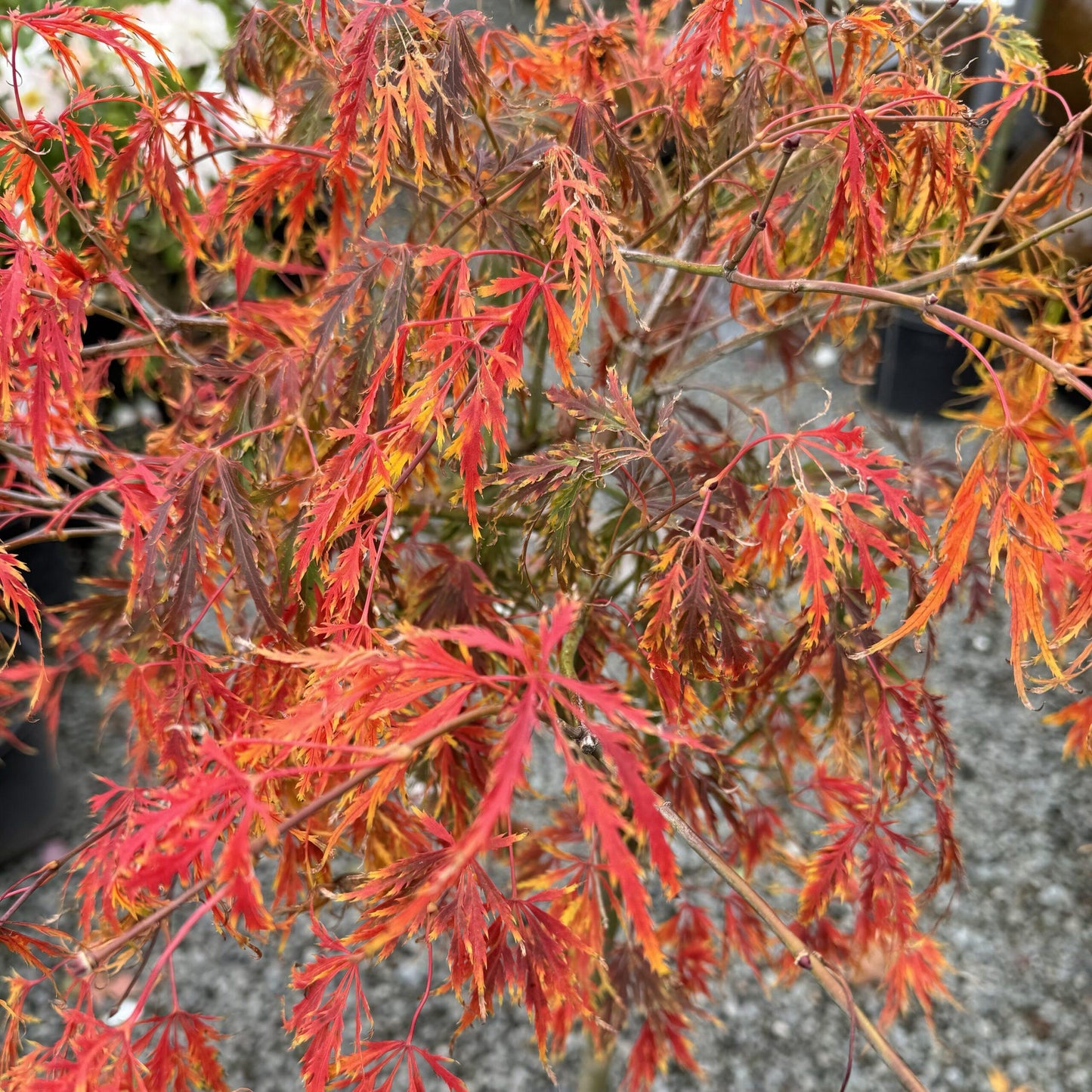 Acer Palmatum Dissectum Viridis - View 11 from www redcrocus com