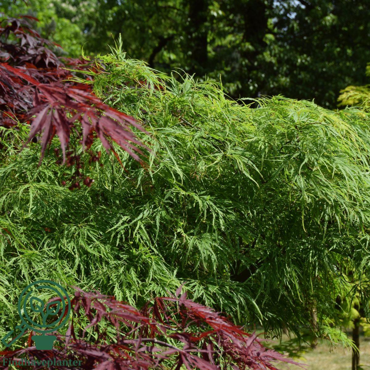 Acer Palmatum Dissectum Viridis - View 20 from www redcrocus com