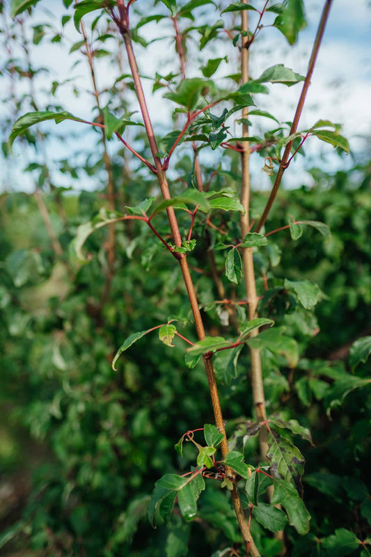 Acer Griseum Single Stem - View 26 from www redcrocus com