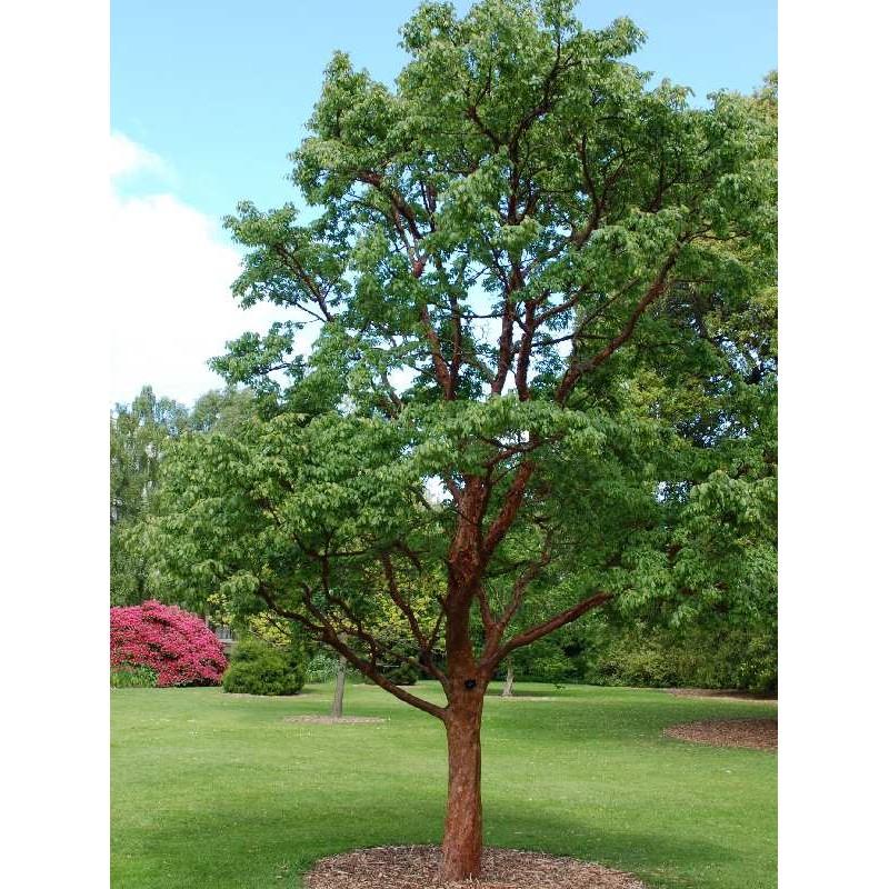 Acer Griseum Single Stem - View 8 from www redcrocus com