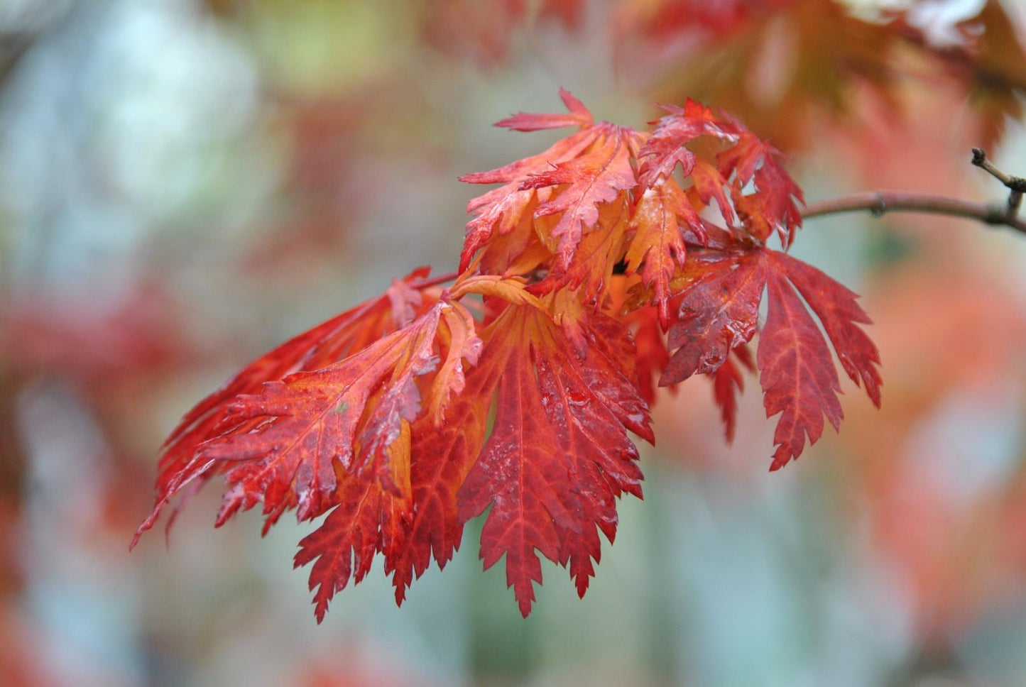Acer Japonicum Aconitifolium - View 17 from www redcrocus com
