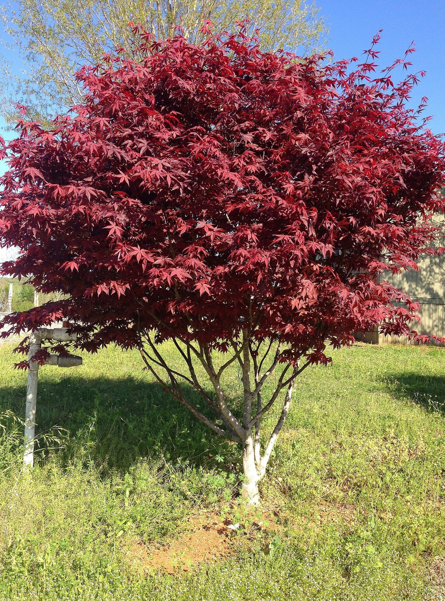 Acer Palmatum Bloodgood - View 10 from www redcrocus com
