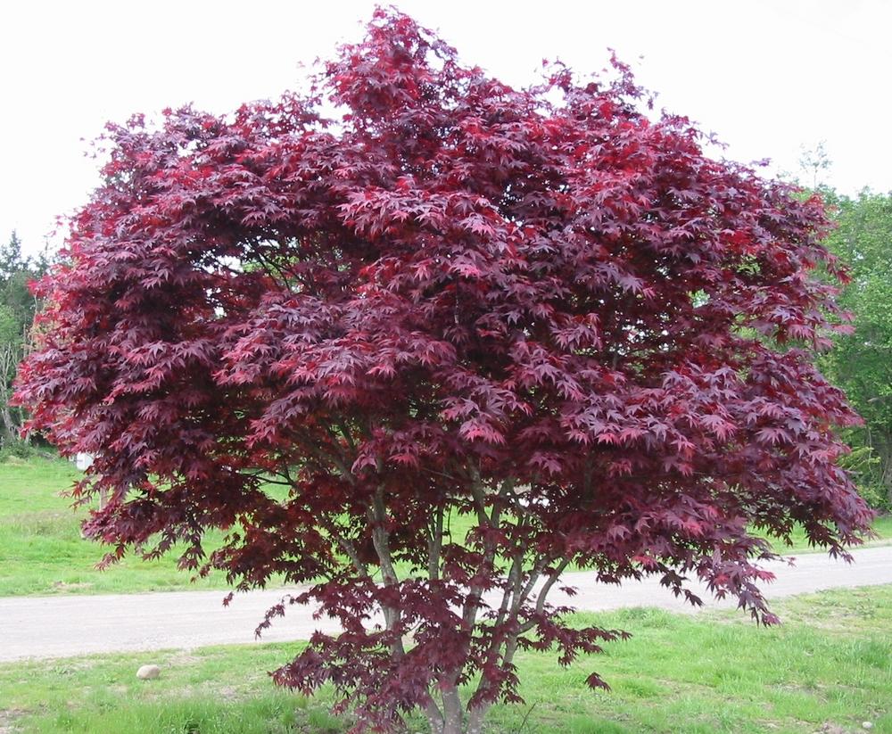 Acer Palmatum Bloodgood - View 11 from www redcrocus com