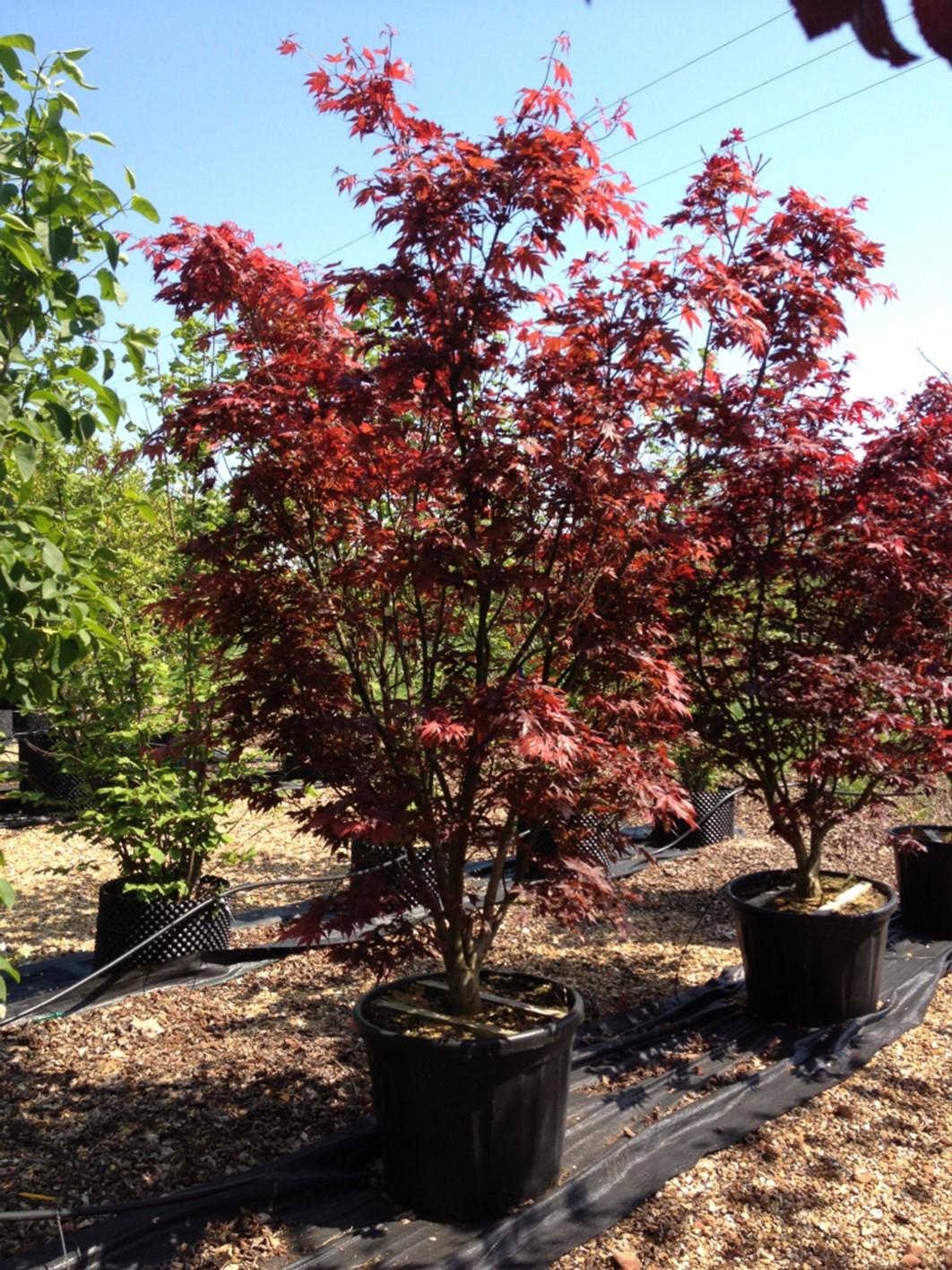 Acer Palmatum Bloodgood - View 12 from www redcrocus com