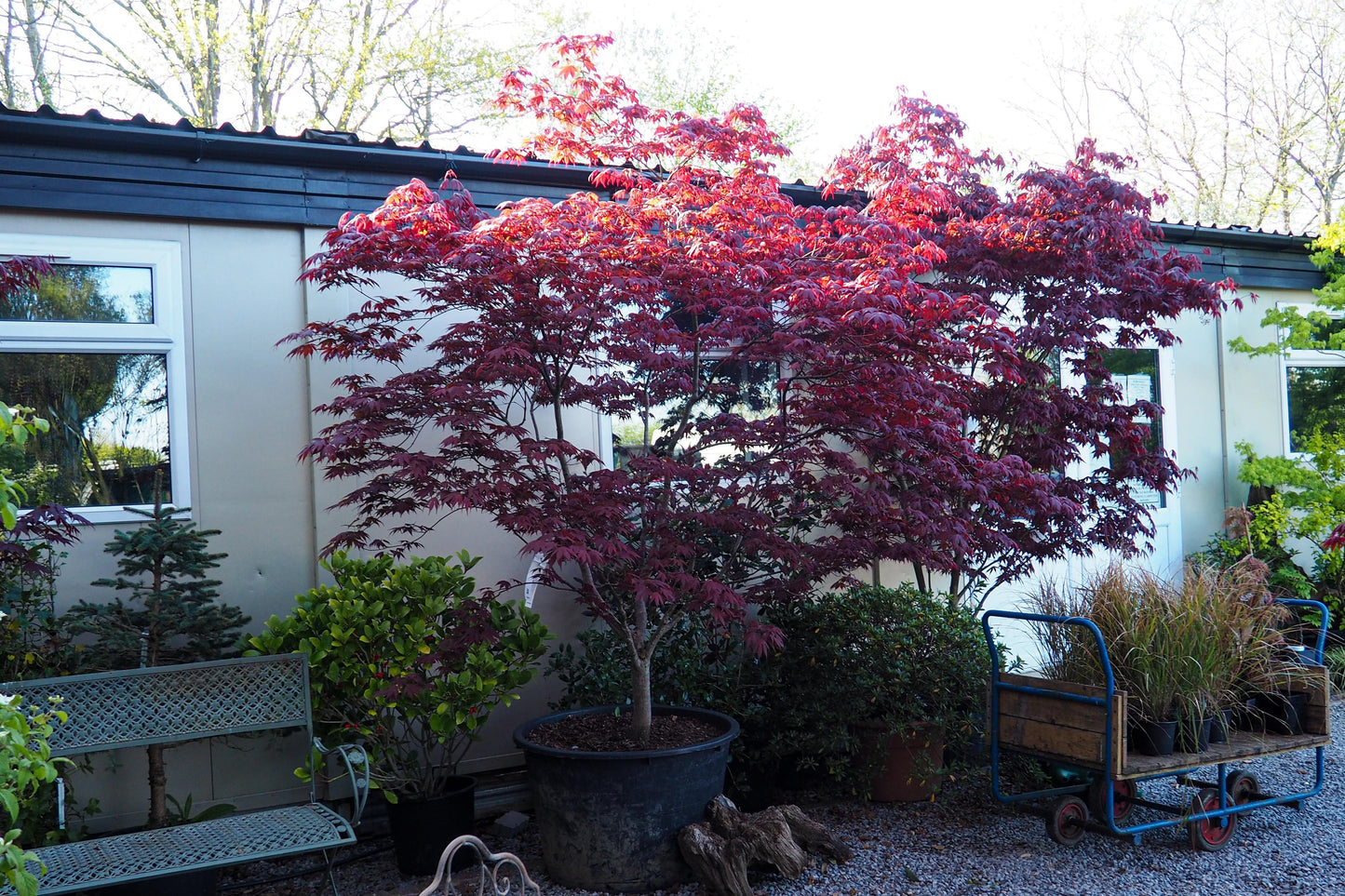 Acer Palmatum Bloodgood - View 14 from www redcrocus com