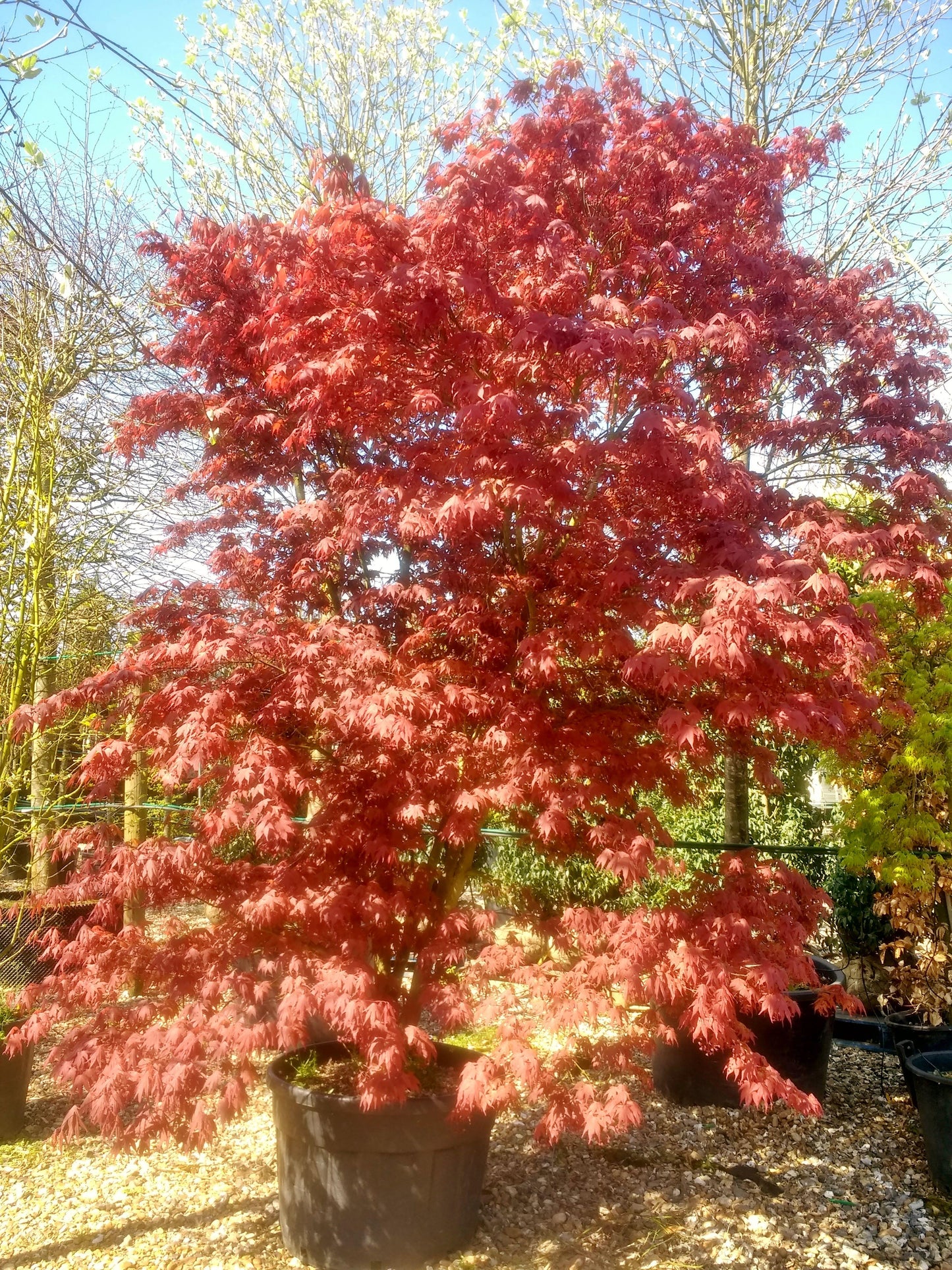 Acer Palmatum Bloodgood - View 15 from www redcrocus com