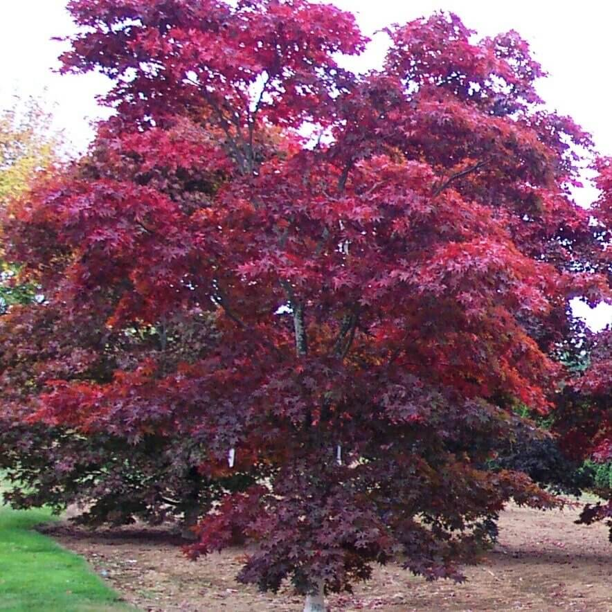 Acer Palmatum Bloodgood - View 17 from www redcrocus com