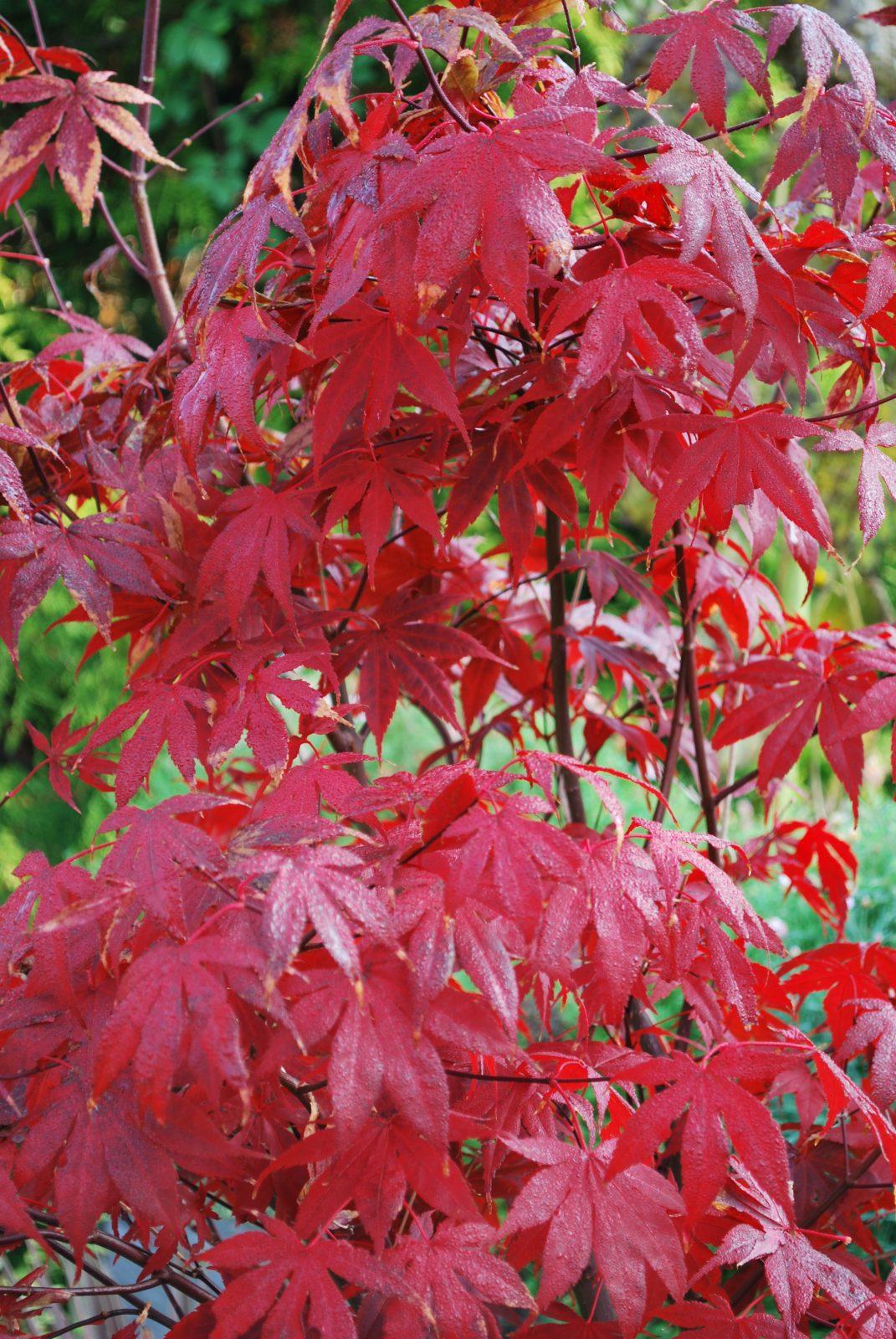 Acer Palmatum Bloodgood - View 18 from www redcrocus com