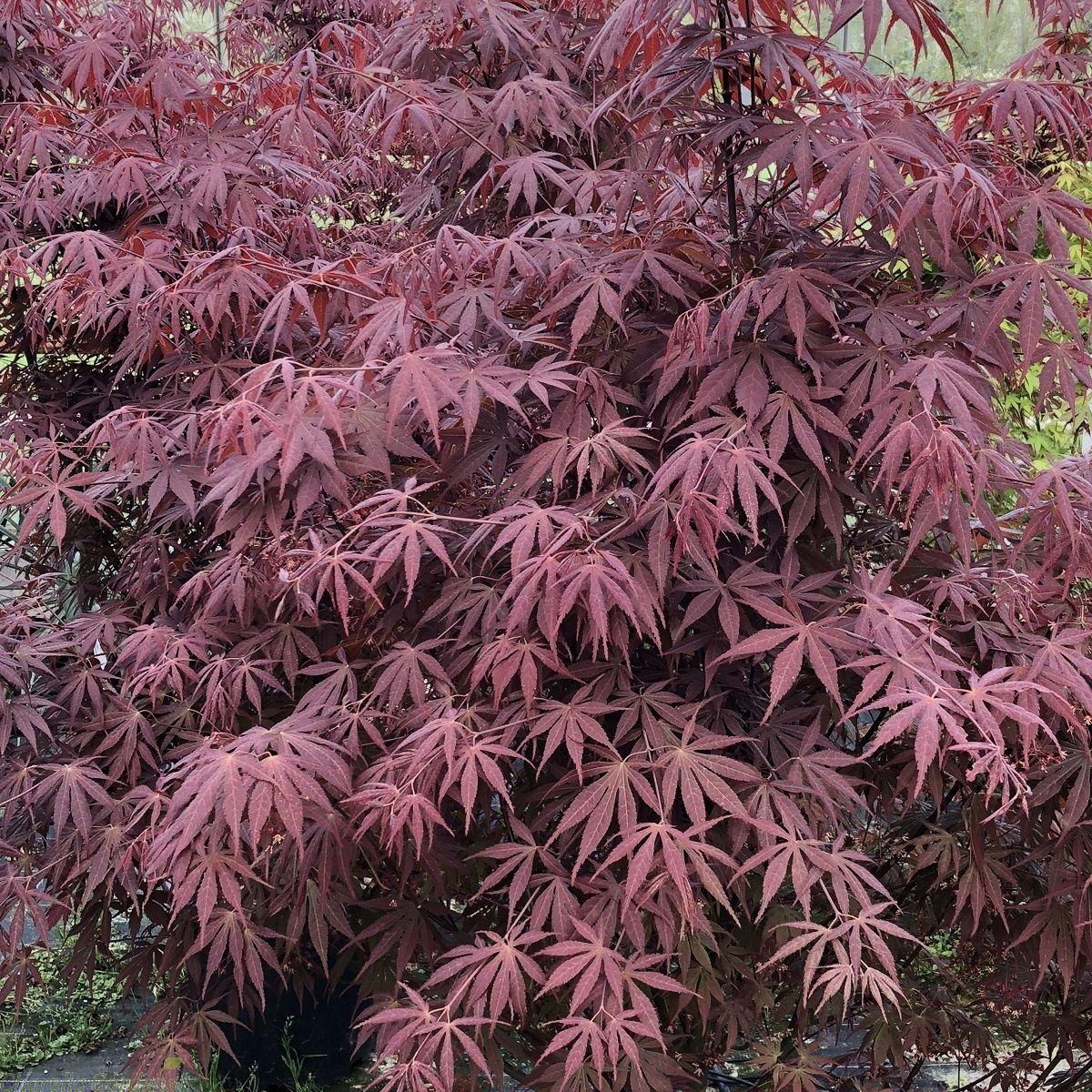 Acer Palmatum Bloodgood - View 19 from www redcrocus com